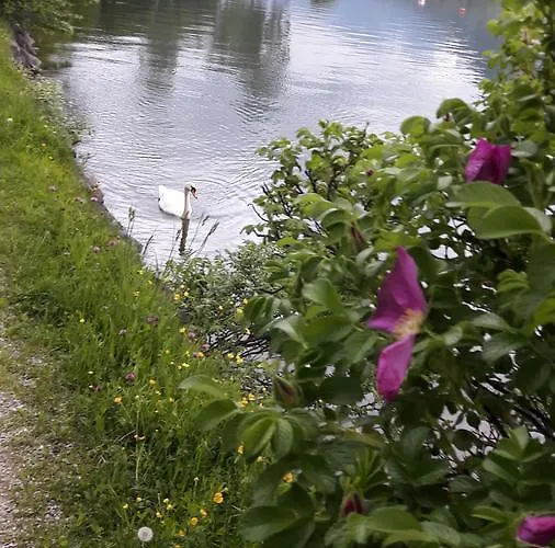 Alpenrose